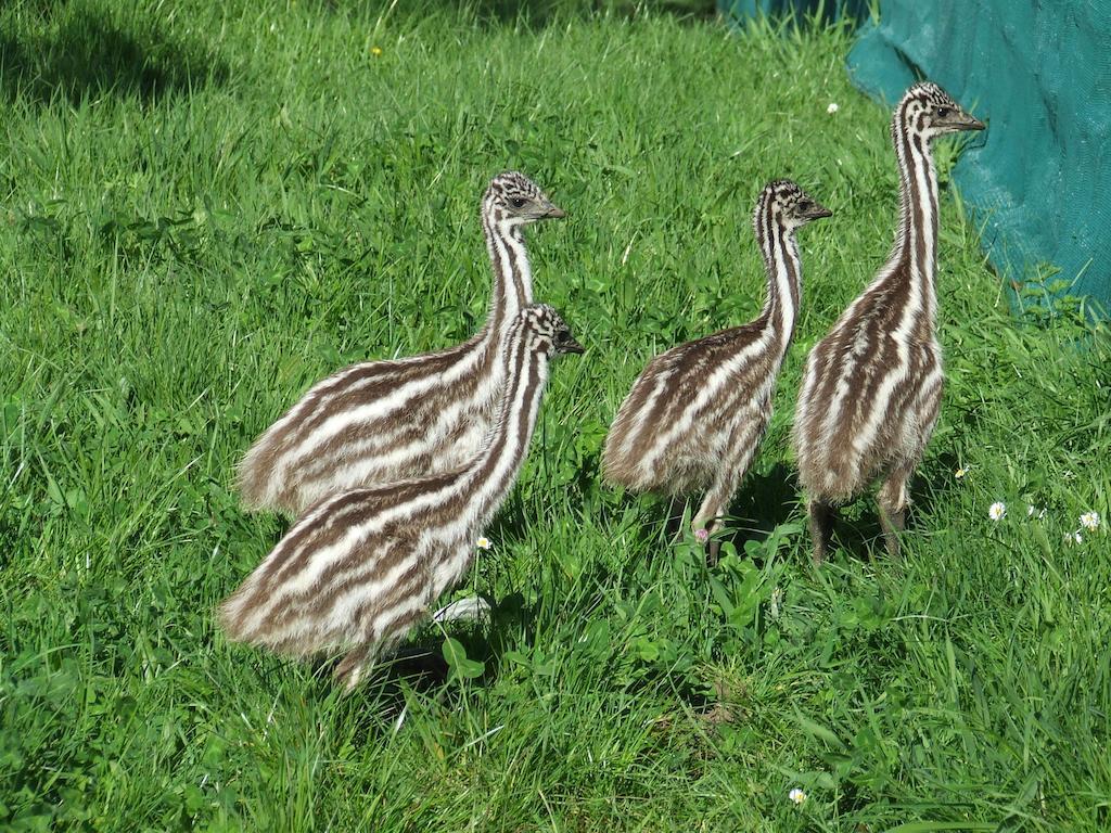 Runciman Berries And Emus B&B Ramarama Bagian luar foto