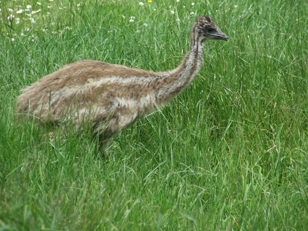 Runciman Berries And Emus B&B Ramarama Bagian luar foto