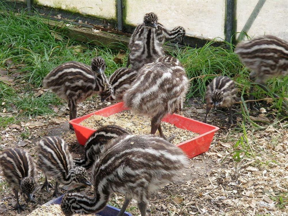 Runciman Berries And Emus B&B Ramarama Bagian luar foto