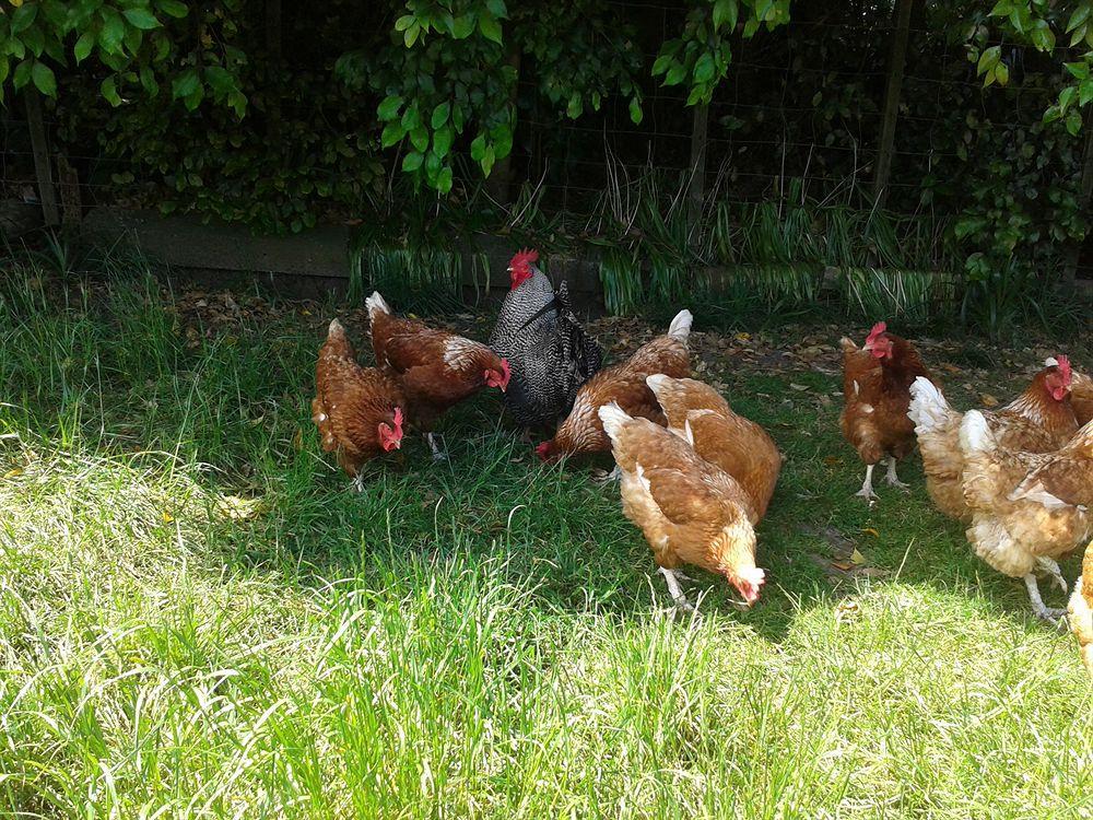 Runciman Berries And Emus B&B Ramarama Bagian luar foto