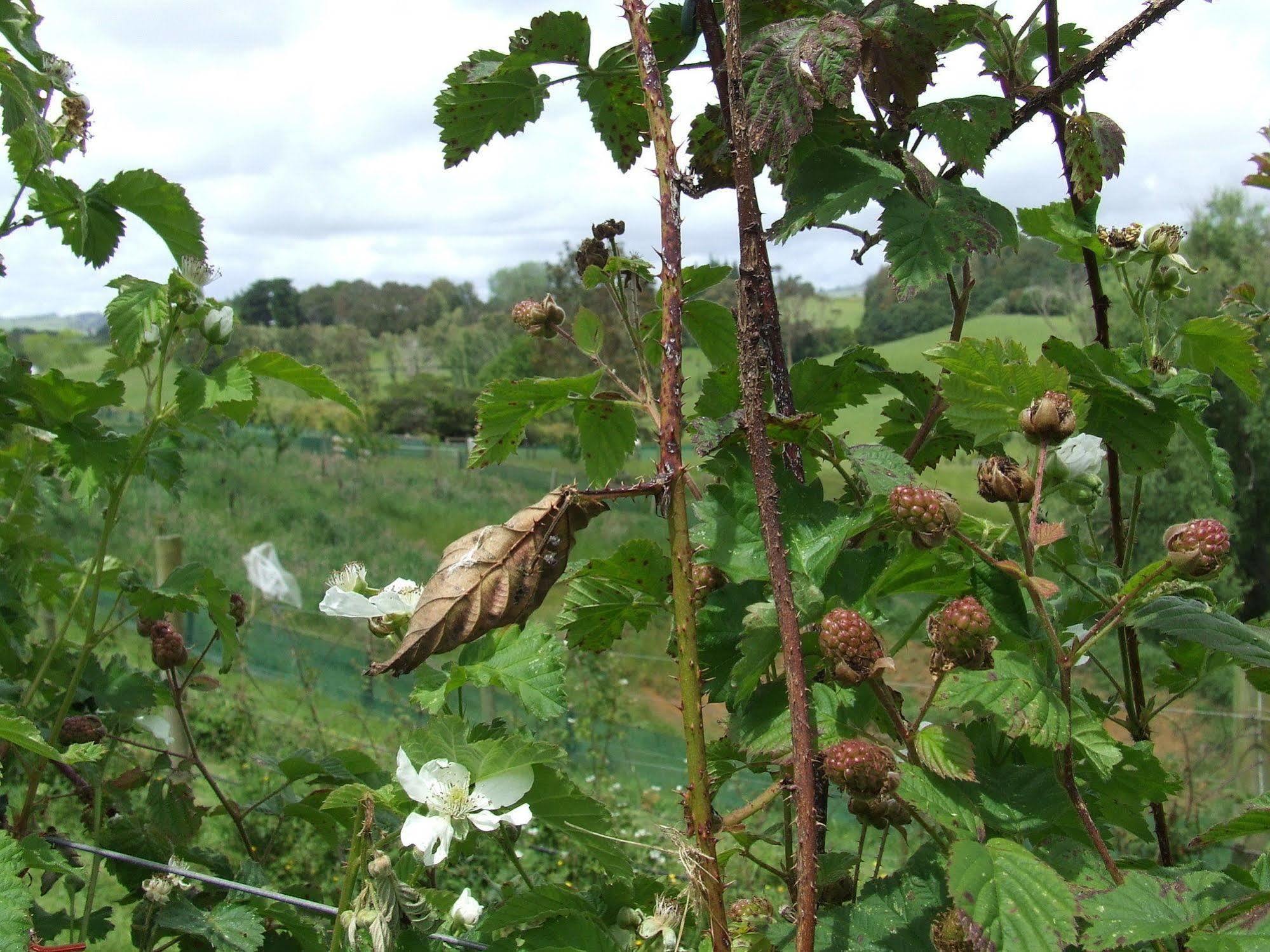 Runciman Berries And Emus B&B Ramarama Bagian luar foto