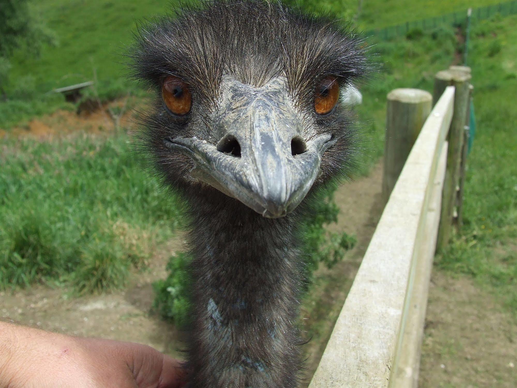 Runciman Berries And Emus B&B Ramarama Bagian luar foto